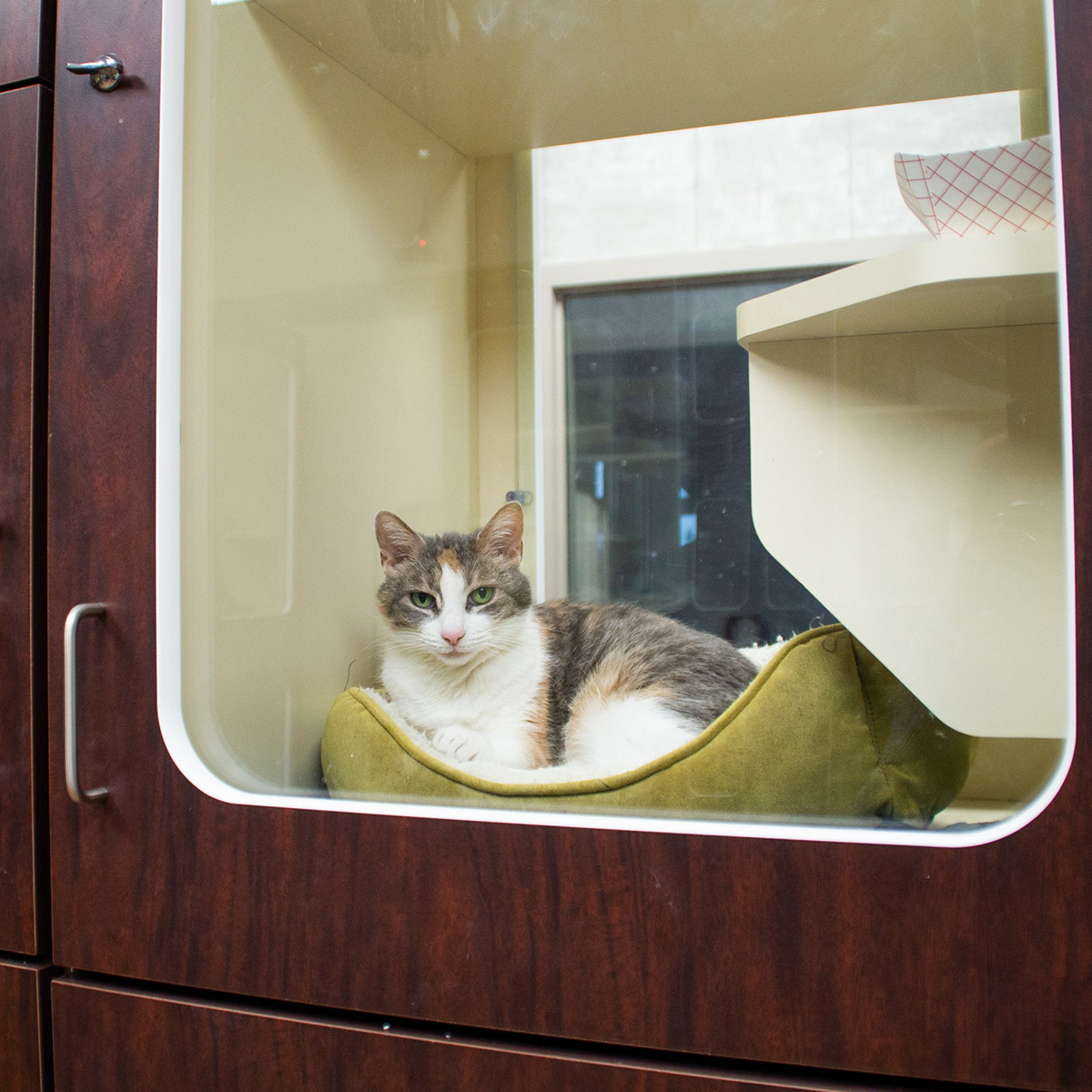 A cat relaxing in a boarding room