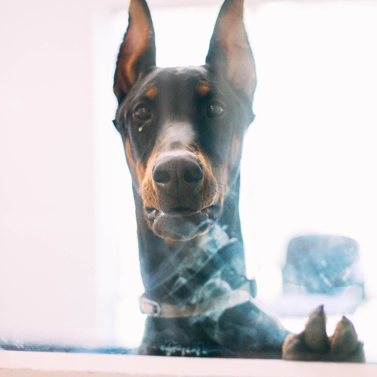 A happy doberman looking through a window
