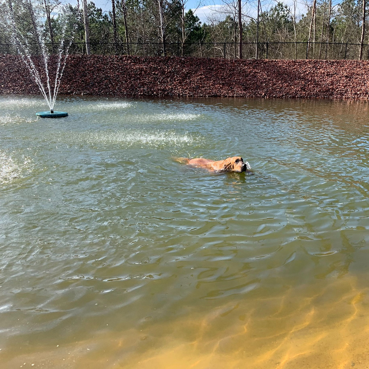 A dog swimming in a pond outside the clinic
