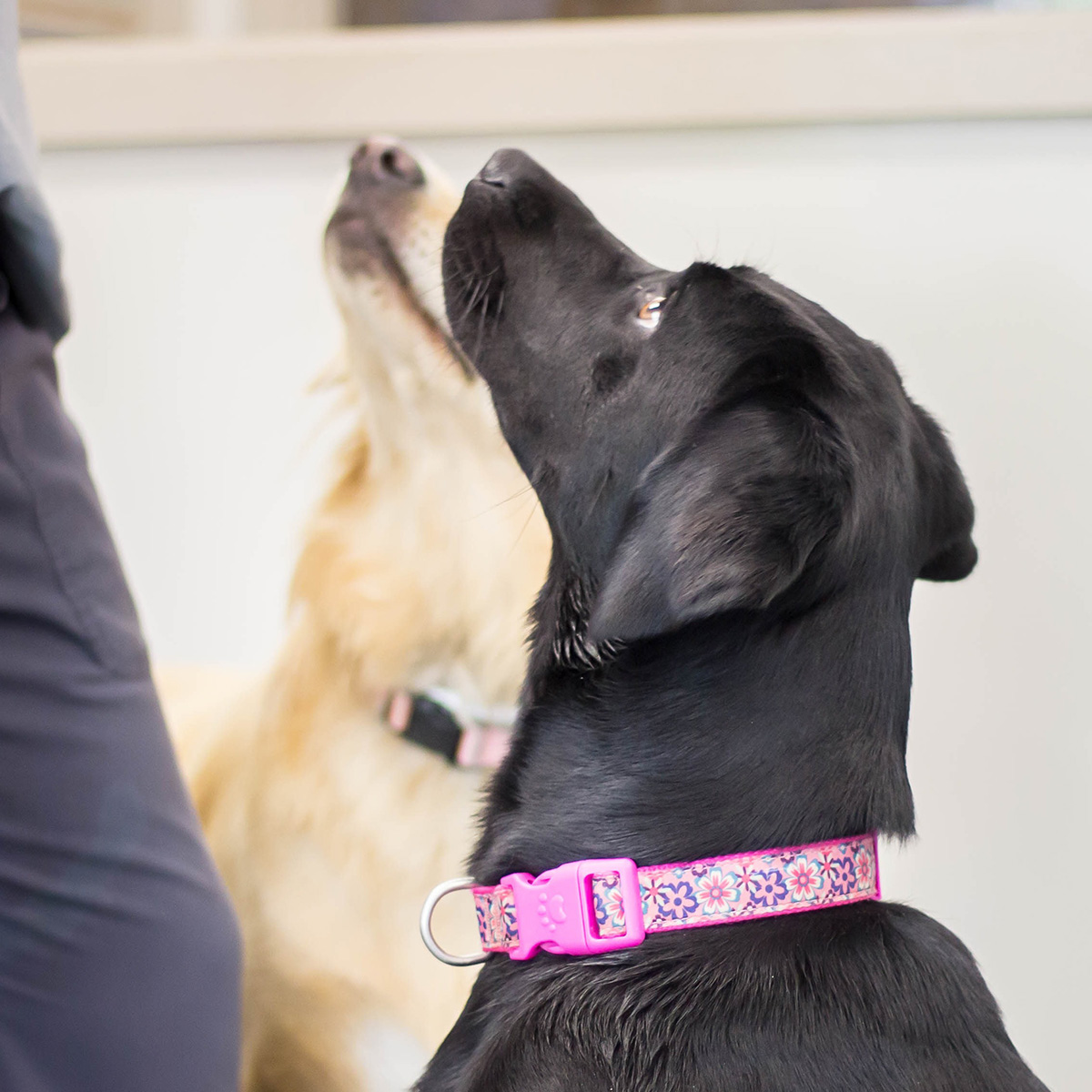 Two dogs sitting during training