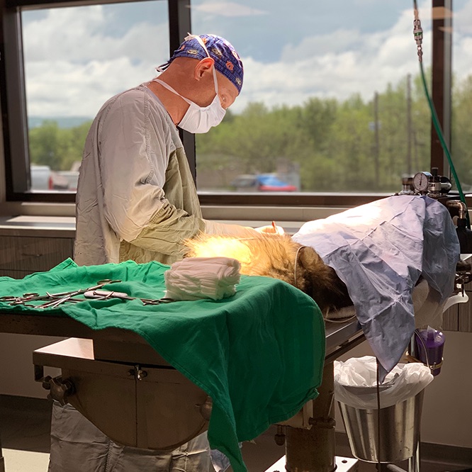 pet-surgery A veterinarian performing surgery