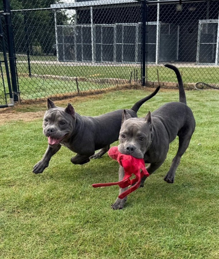 A Safe Enriching Day for Your Dog Two dogs running & playing together with a toy