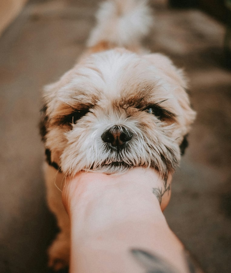 Man holding his pet dog face in his hand with love