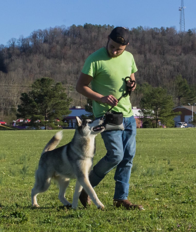 Training Tailored to Your Pet Trainer training a pet dog in the field