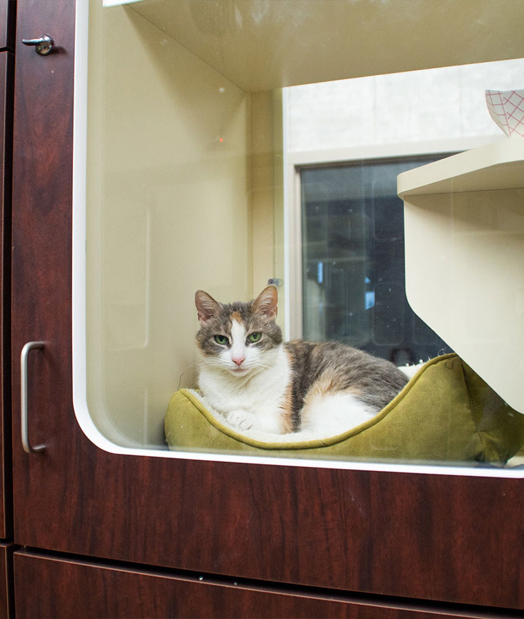 Cat-in-enclosure-bed-looking-out Cat in enclosure bed looking out