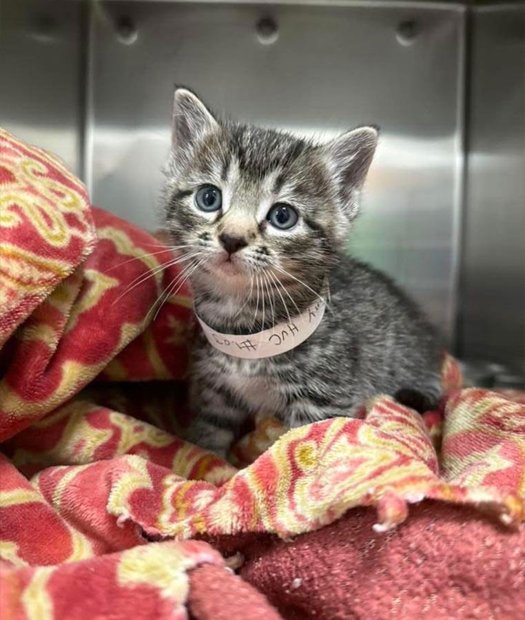 Kitten-Patient Kitten Patient
