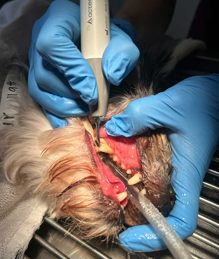Veterinarian-performing-dog-dental-cleaning Veterinarian performing dog dental cleaning