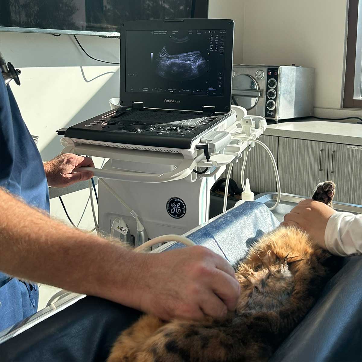 Veterinarian-performs-cat-ultrasound-exam Veterinarian performs cat ultrasound exam