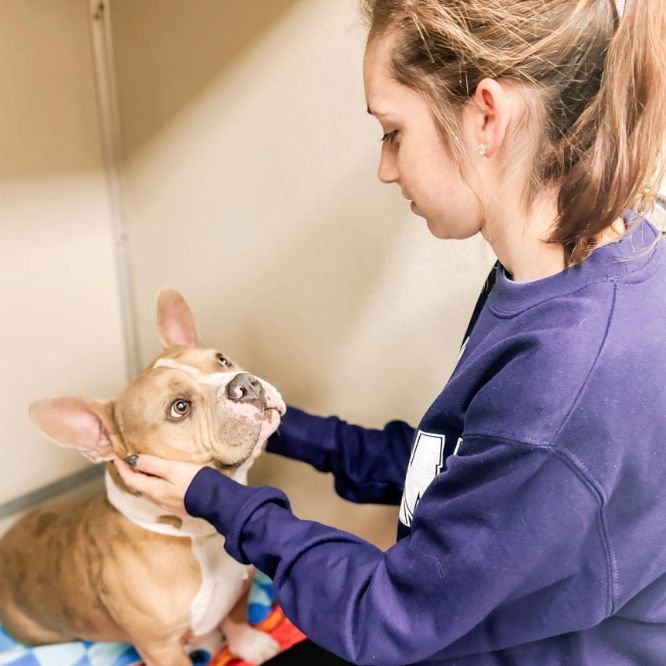 A person in a purple sweatshirt kneels down to pet a tan and white dog sitting on colorful blankets.